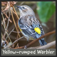 Yellow-rumped Warbler